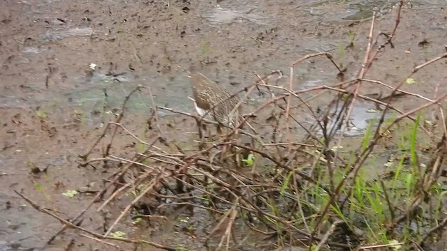 Solitary Sandpiper - ML634578450