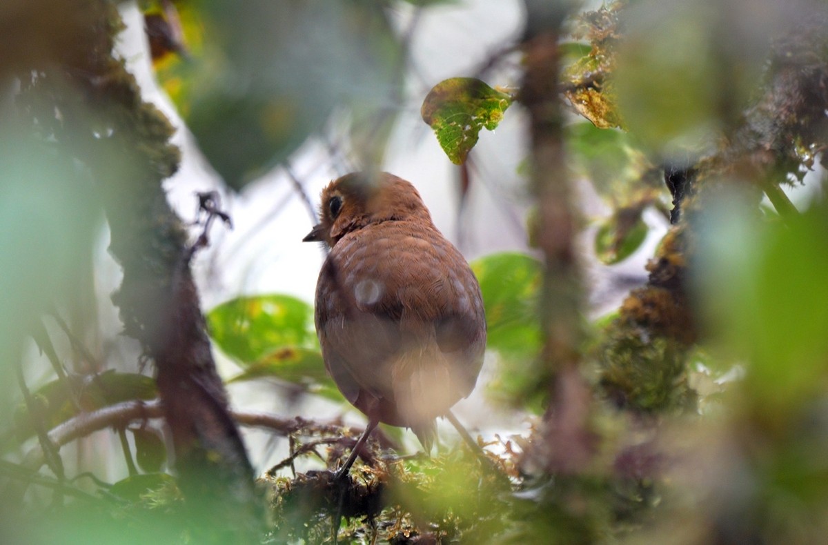 Urubamba Antpitta - ML634578640