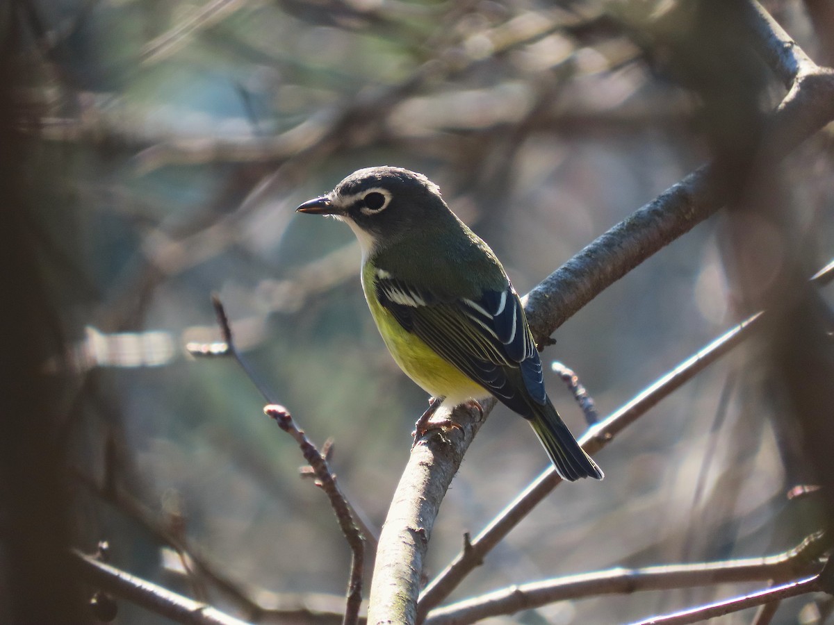 Blue-headed Vireo - ML634578693