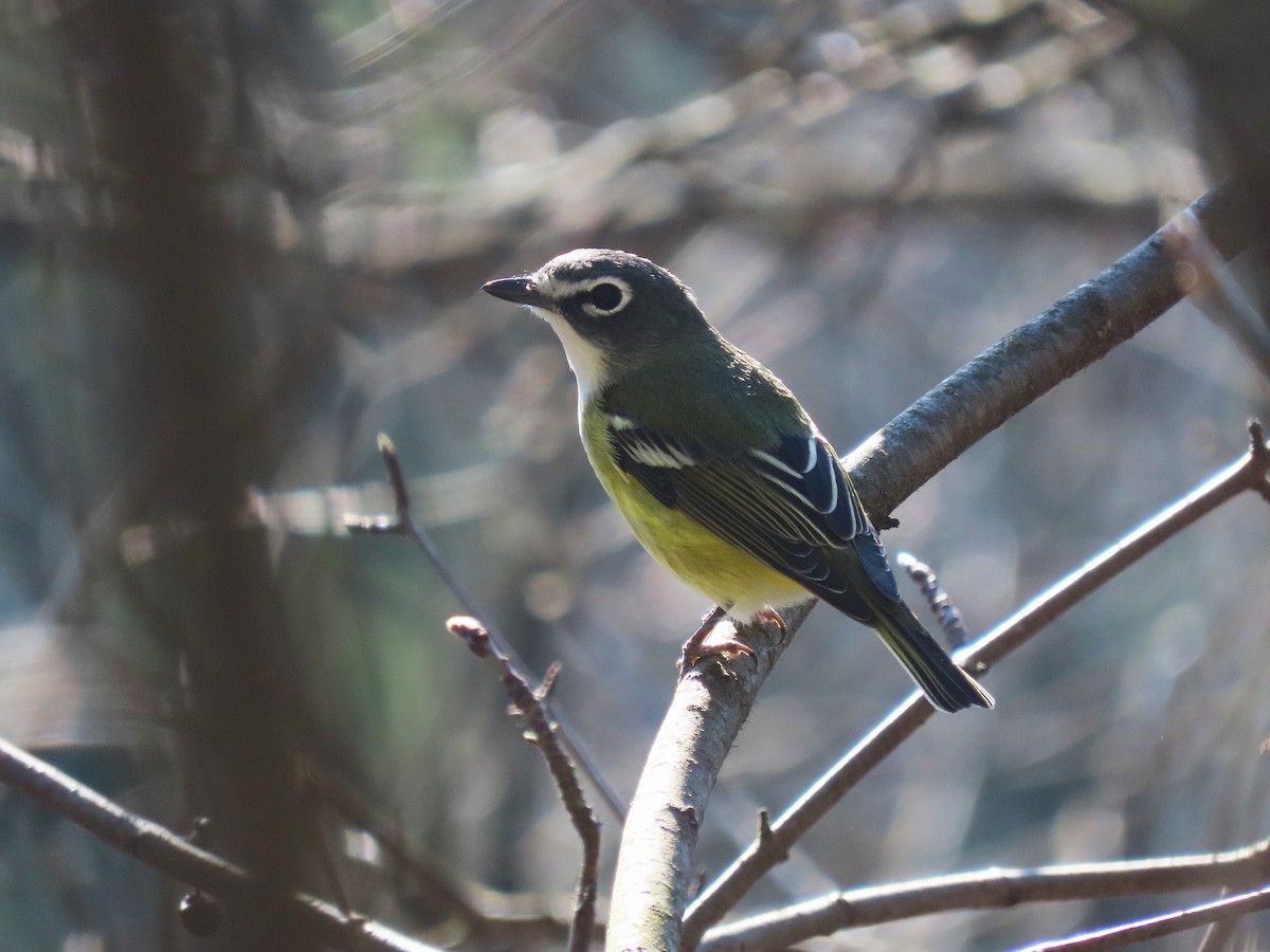 Blue-headed Vireo - ML634578695