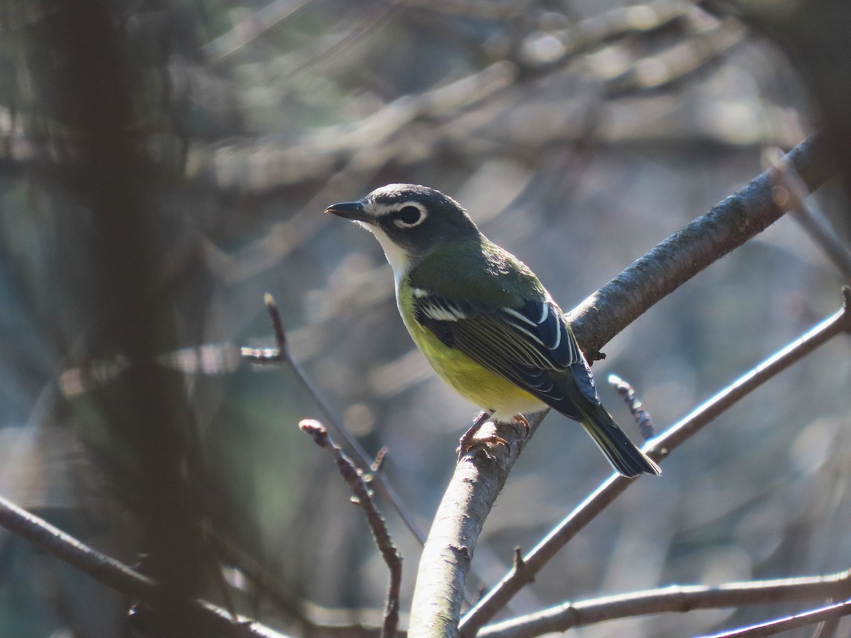 Blue-headed Vireo - ML634578696