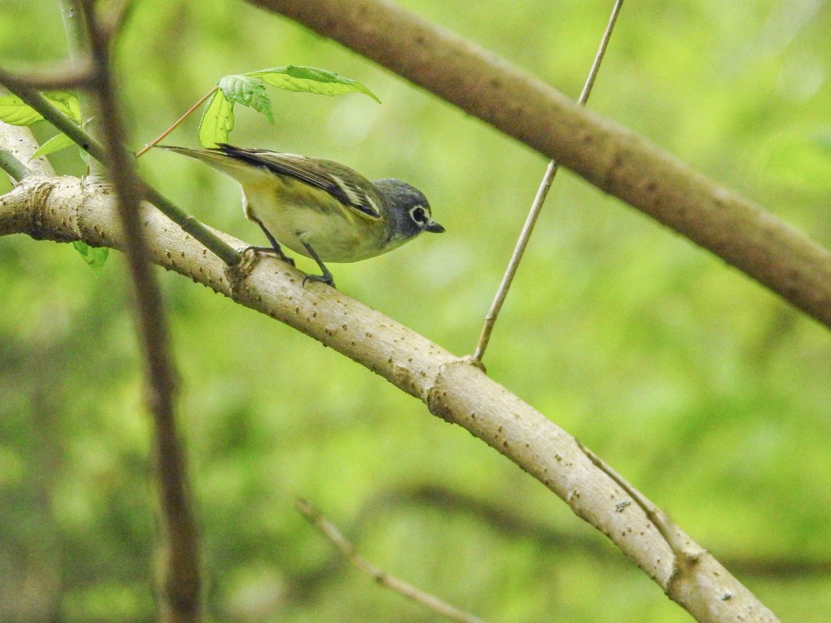 Blue-headed Vireo - ML634578702