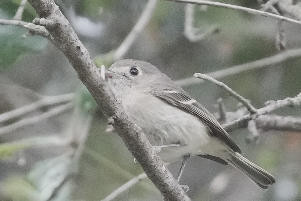Hutton's Vireo - ML634578744