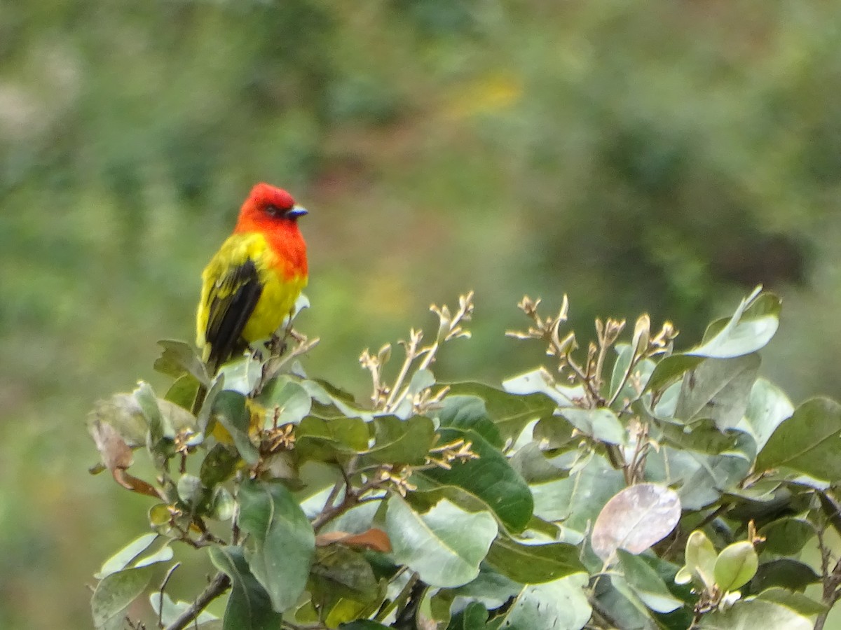 Red-hooded Tanager - ML634578763