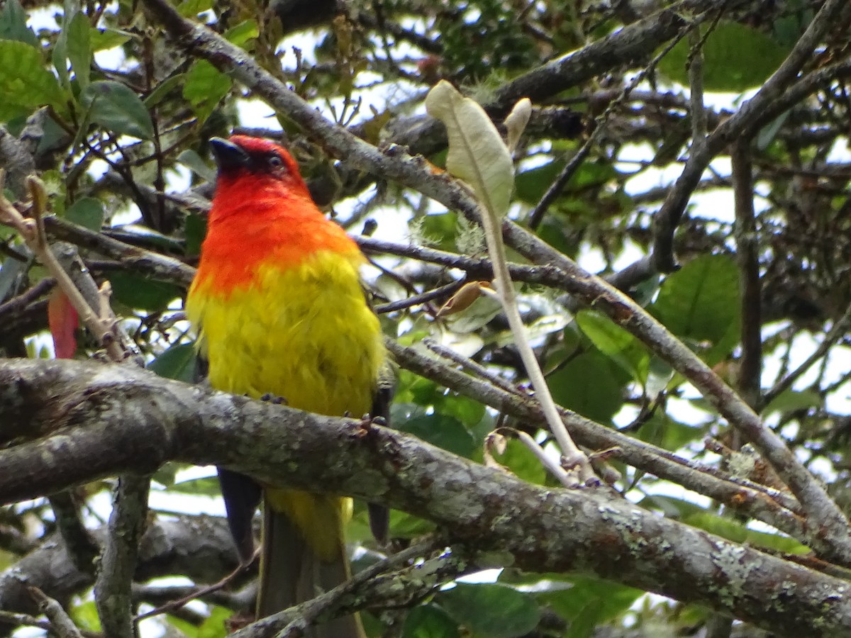 Red-hooded Tanager - ML634578765