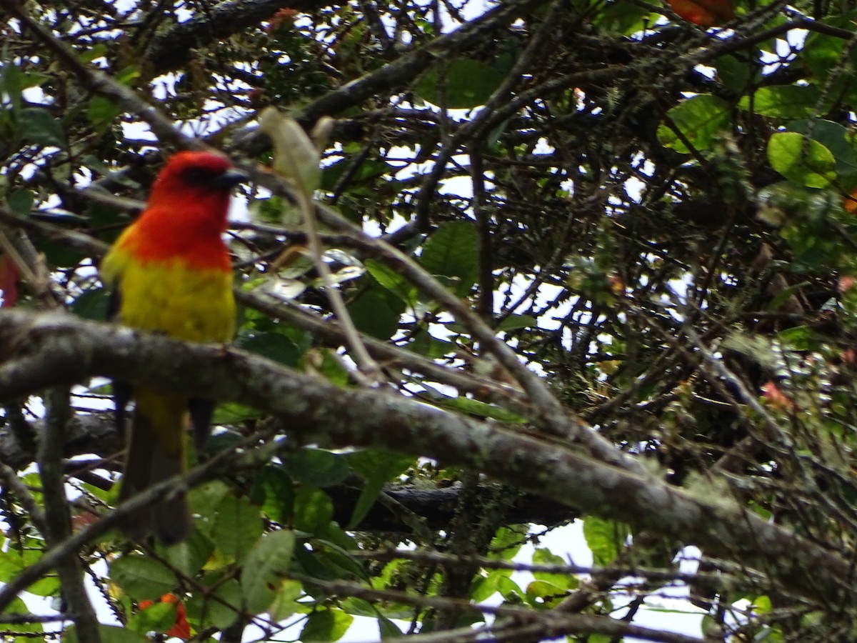 Red-hooded Tanager - ML634578766