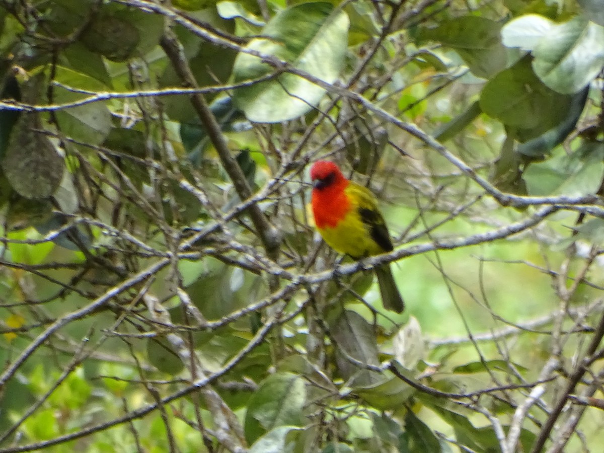 Red-hooded Tanager - ML634578768
