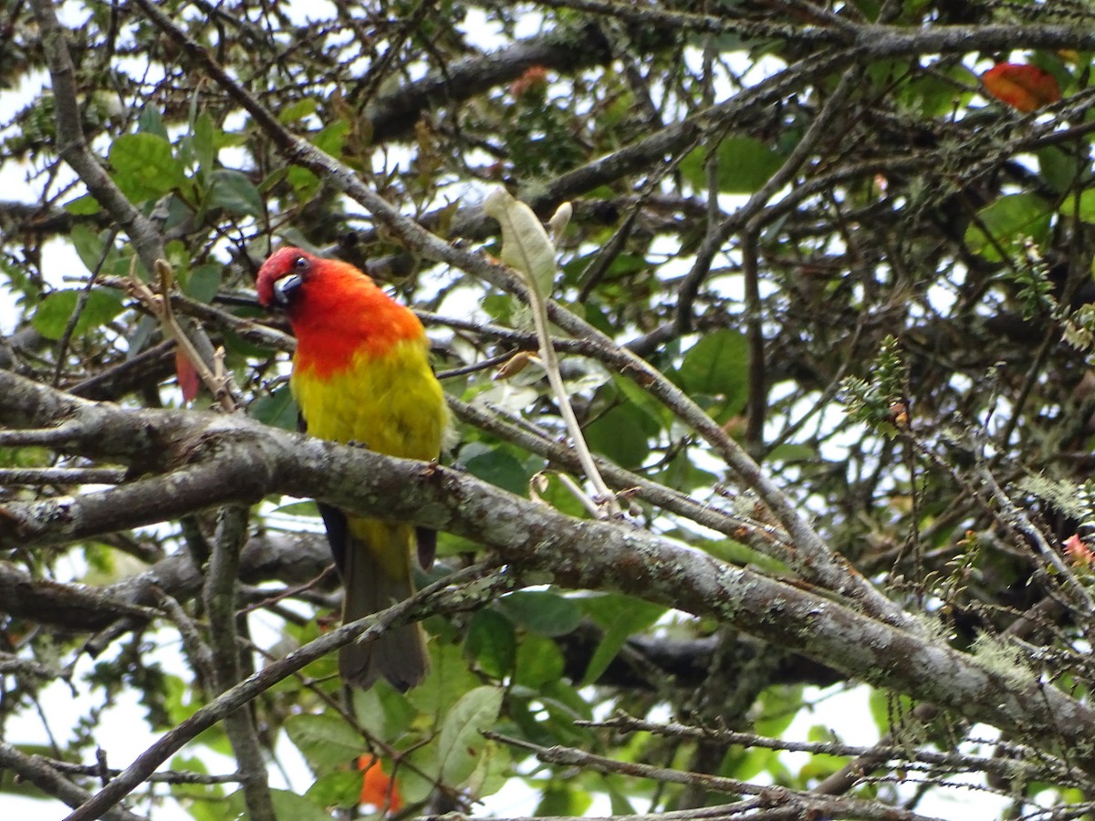 Red-hooded Tanager - ML634578776