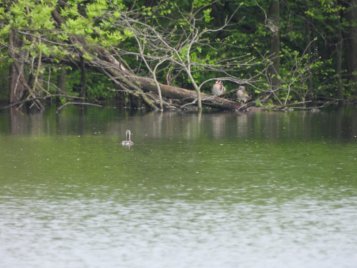 Pied-billed Grebe - ML634578784