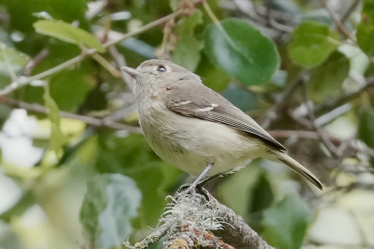 Hutton's Vireo - ML634578831
