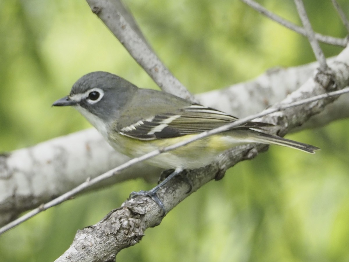 Blue-headed Vireo - ML634578866