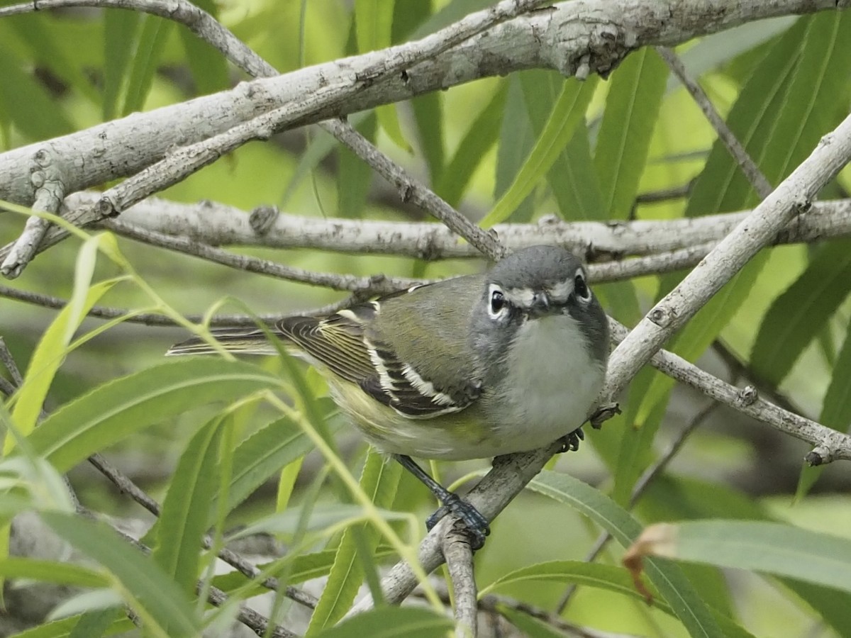 Blue-headed Vireo - ML634578867