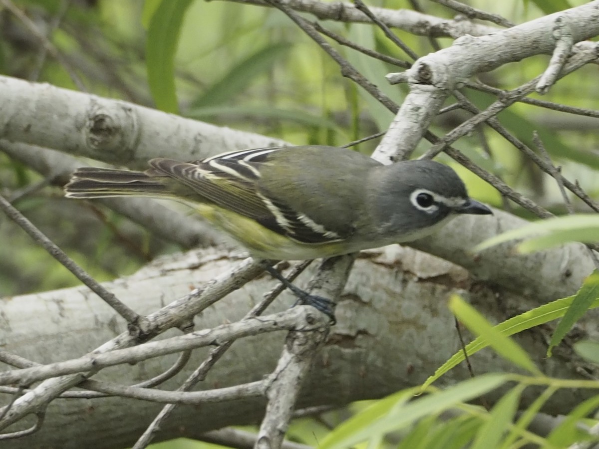Blue-headed Vireo - ML634578868