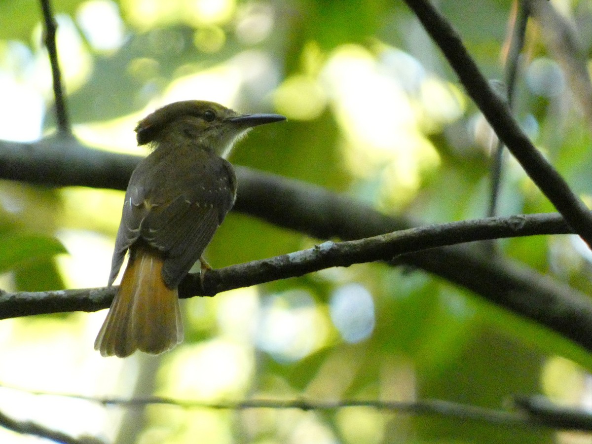 Tropical Royal Flycatcher (Northern) - ML634579013