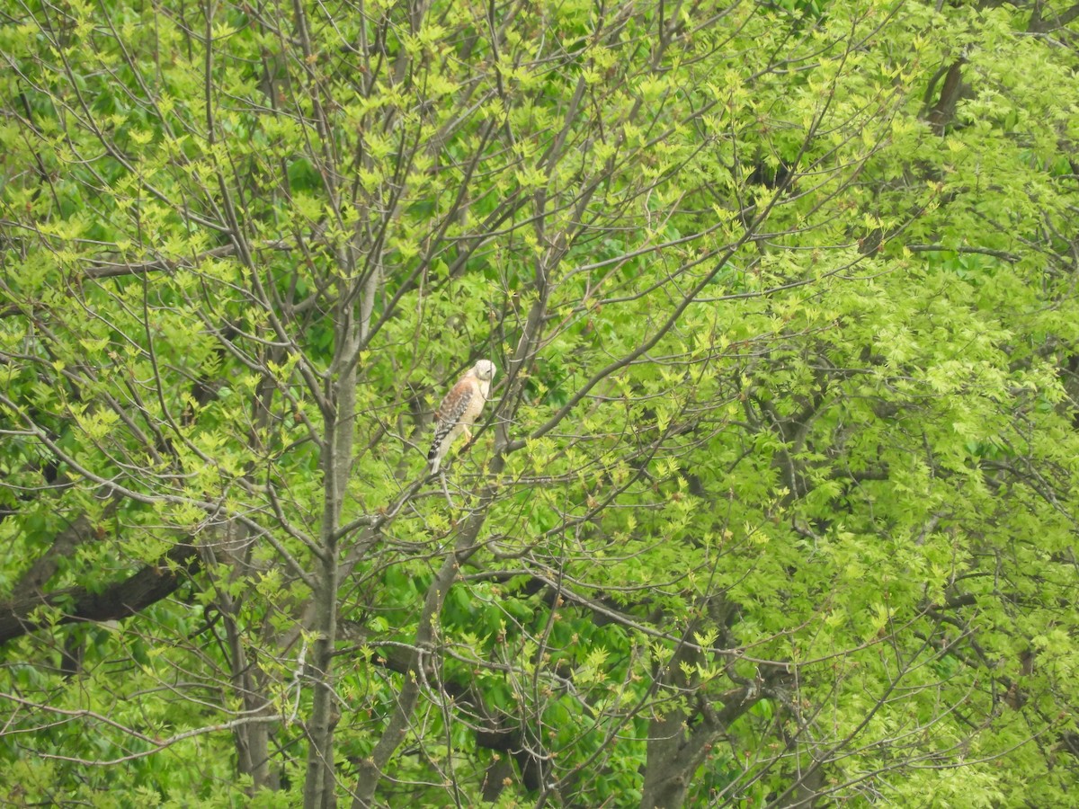 Red-shouldered Hawk (lineatus Group) - ML634579015