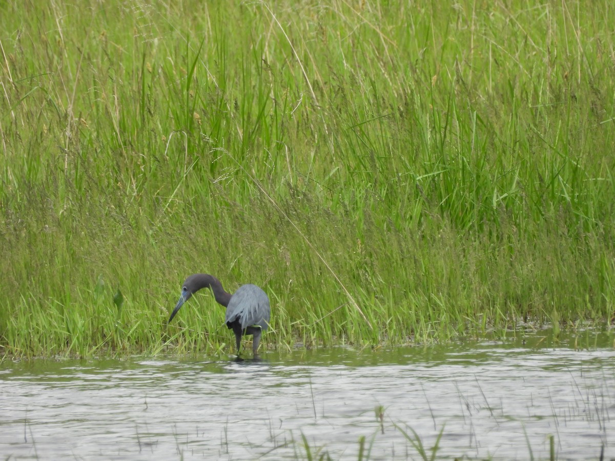 Little Blue Heron - ML634579047