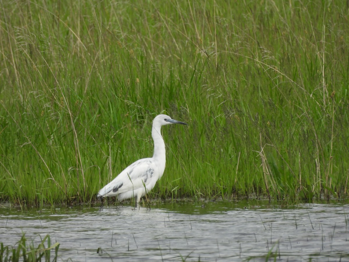 Little Blue Heron - ML634579052