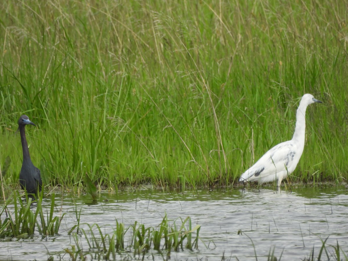 Little Blue Heron - ML634579063