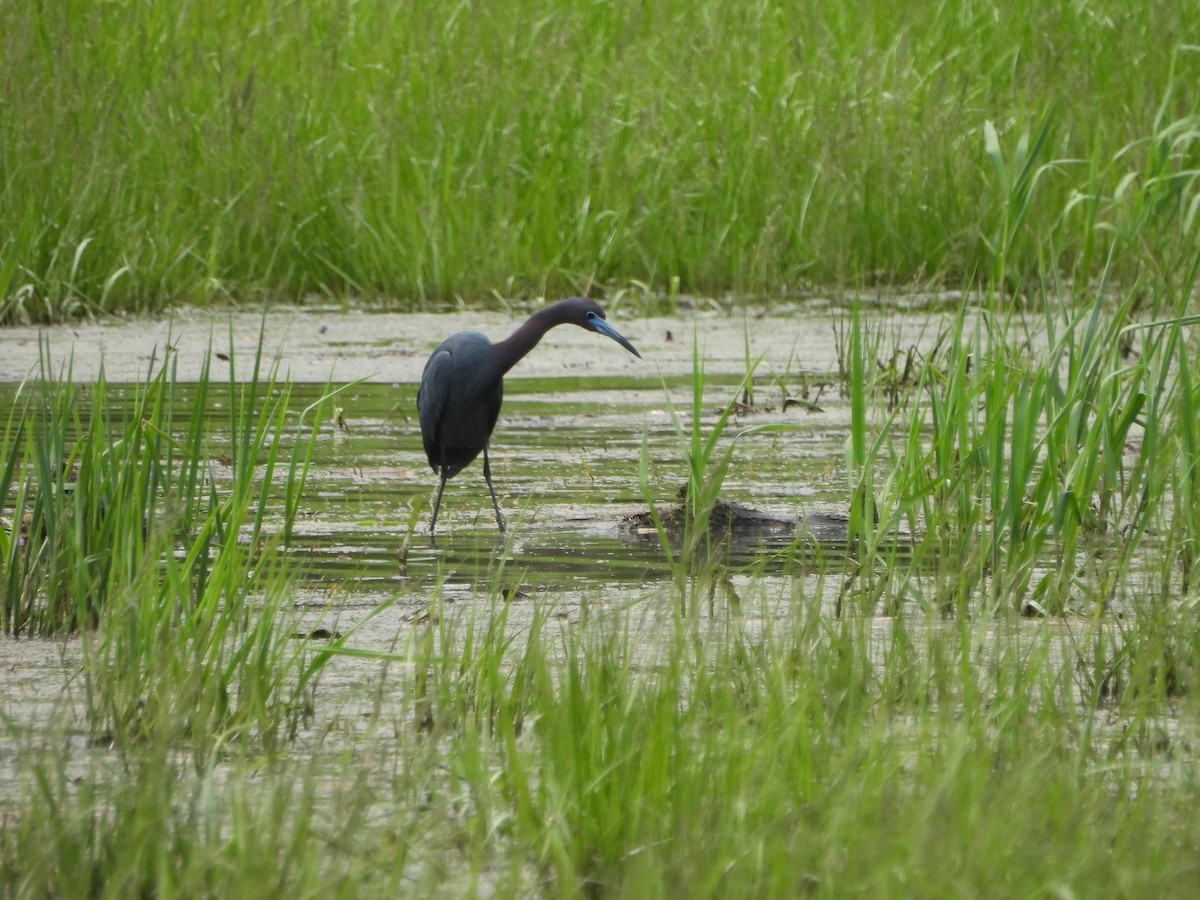 Little Blue Heron - ML634579099