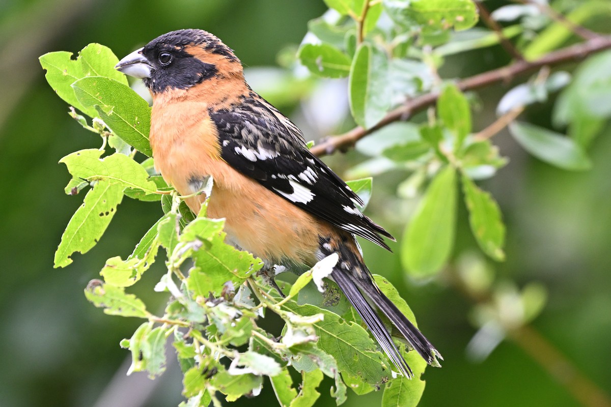 Black-headed Grosbeak - ML634579141