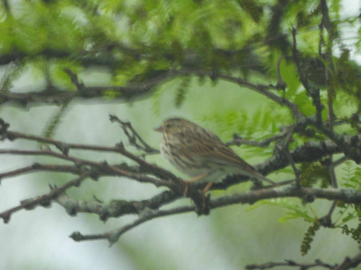 Savannah Sparrow (Savannah) - ML634579146