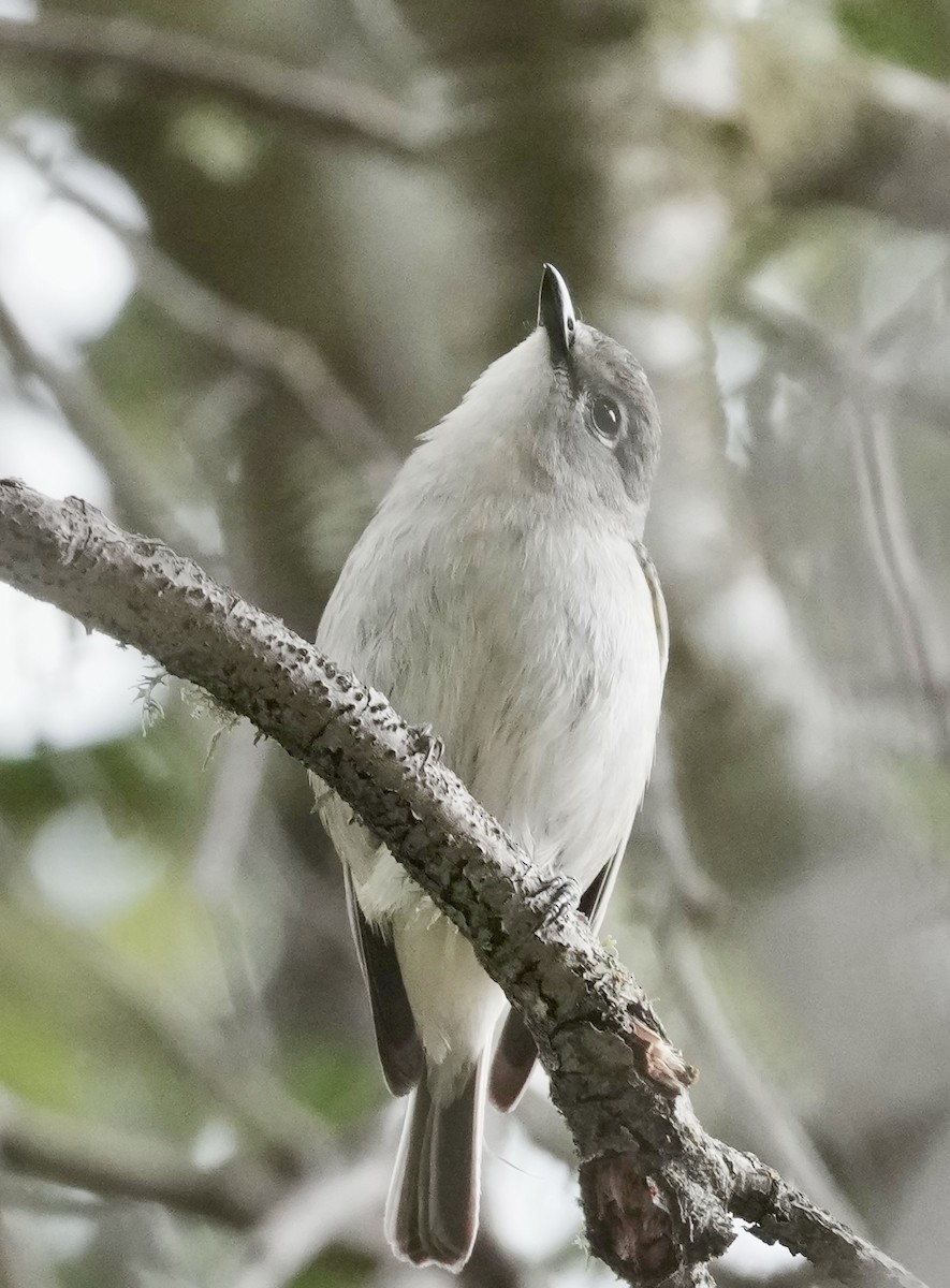 Cassin's Vireo - ML634579174