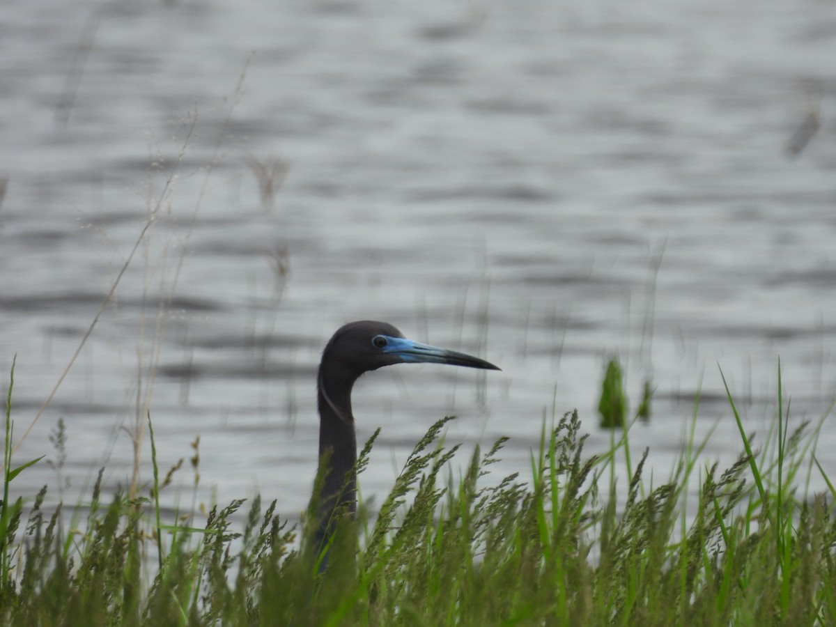 Little Blue Heron - ML634579224