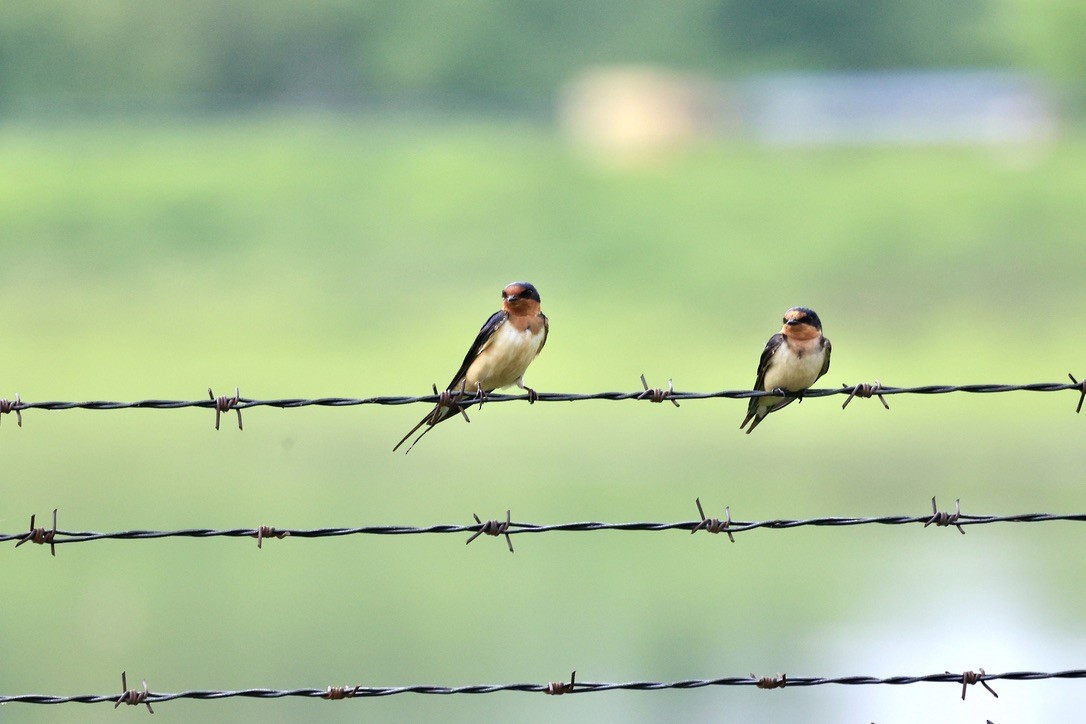Barn Swallow - ML634579238