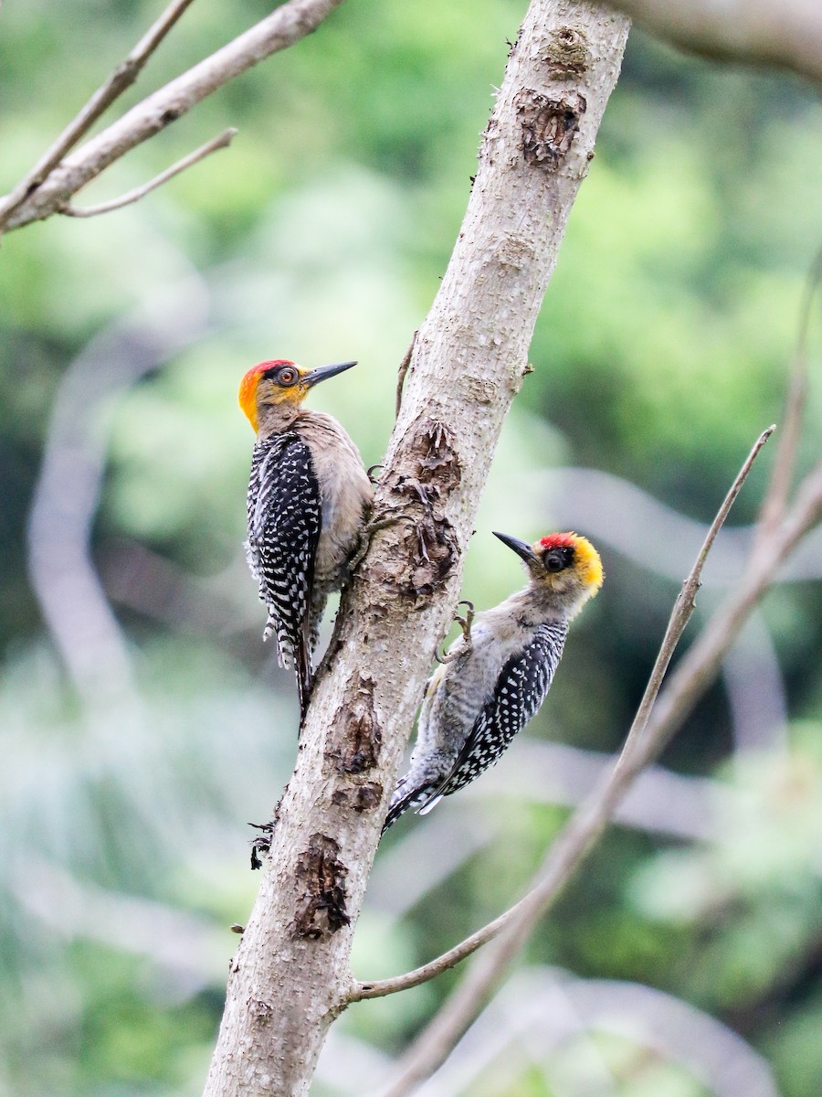 datel zlatolící - ML634579393