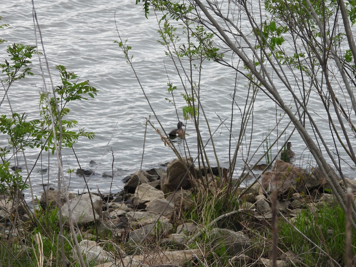 Blue-winged Teal - ML634579428