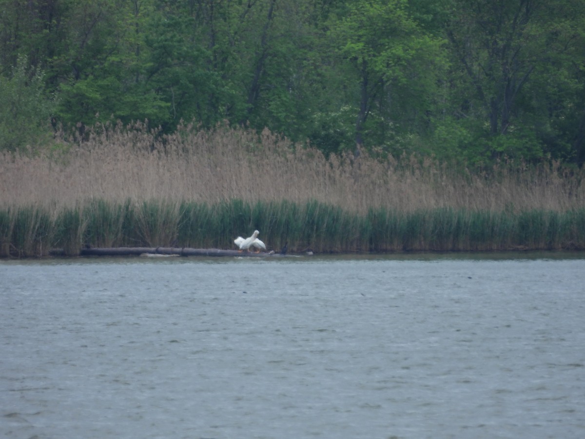 American White Pelican - ML634579507