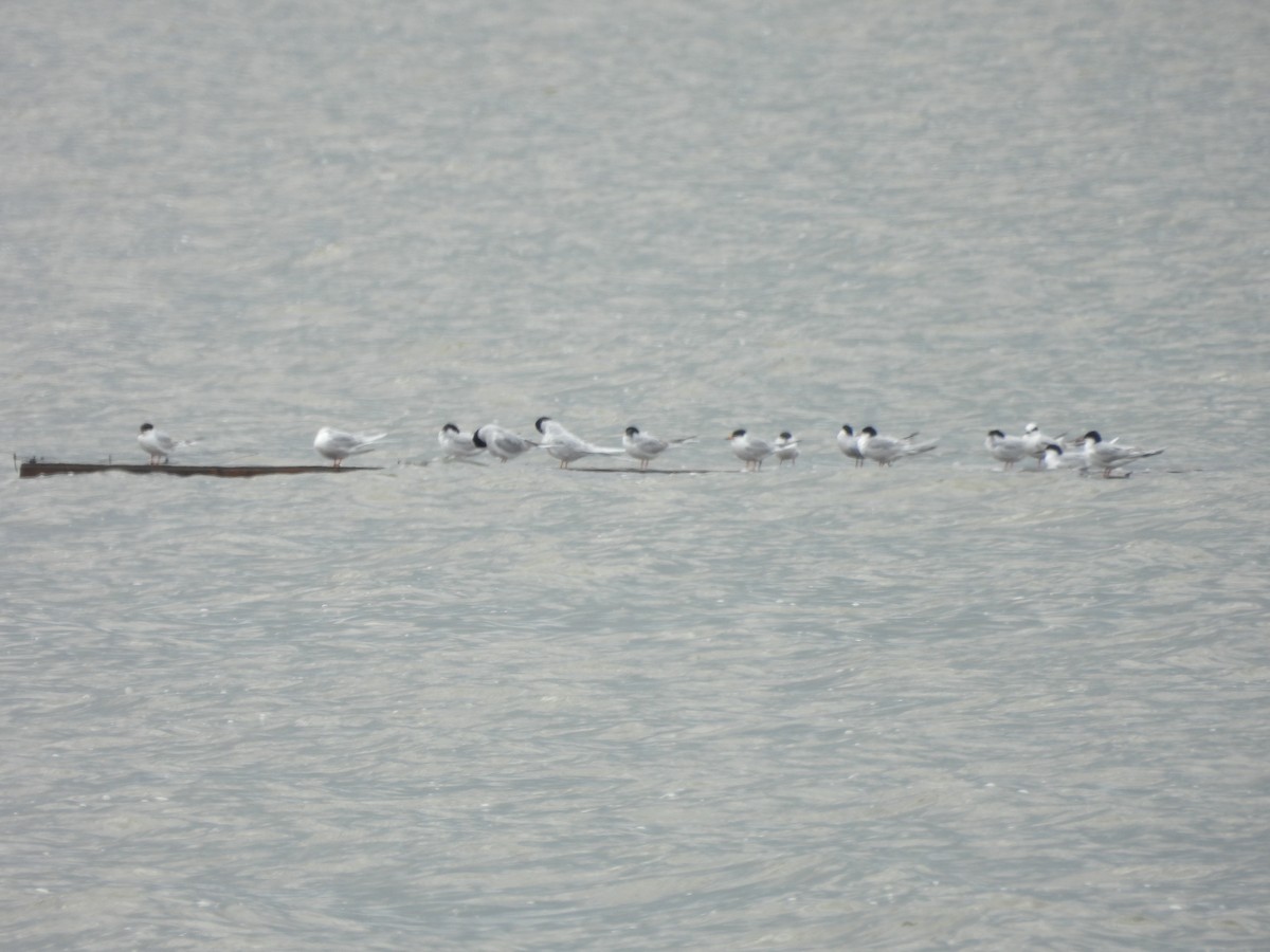 Forster's Tern - ML634579554