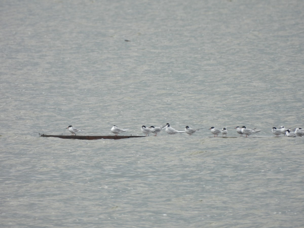 Forster's Tern - ML634579560
