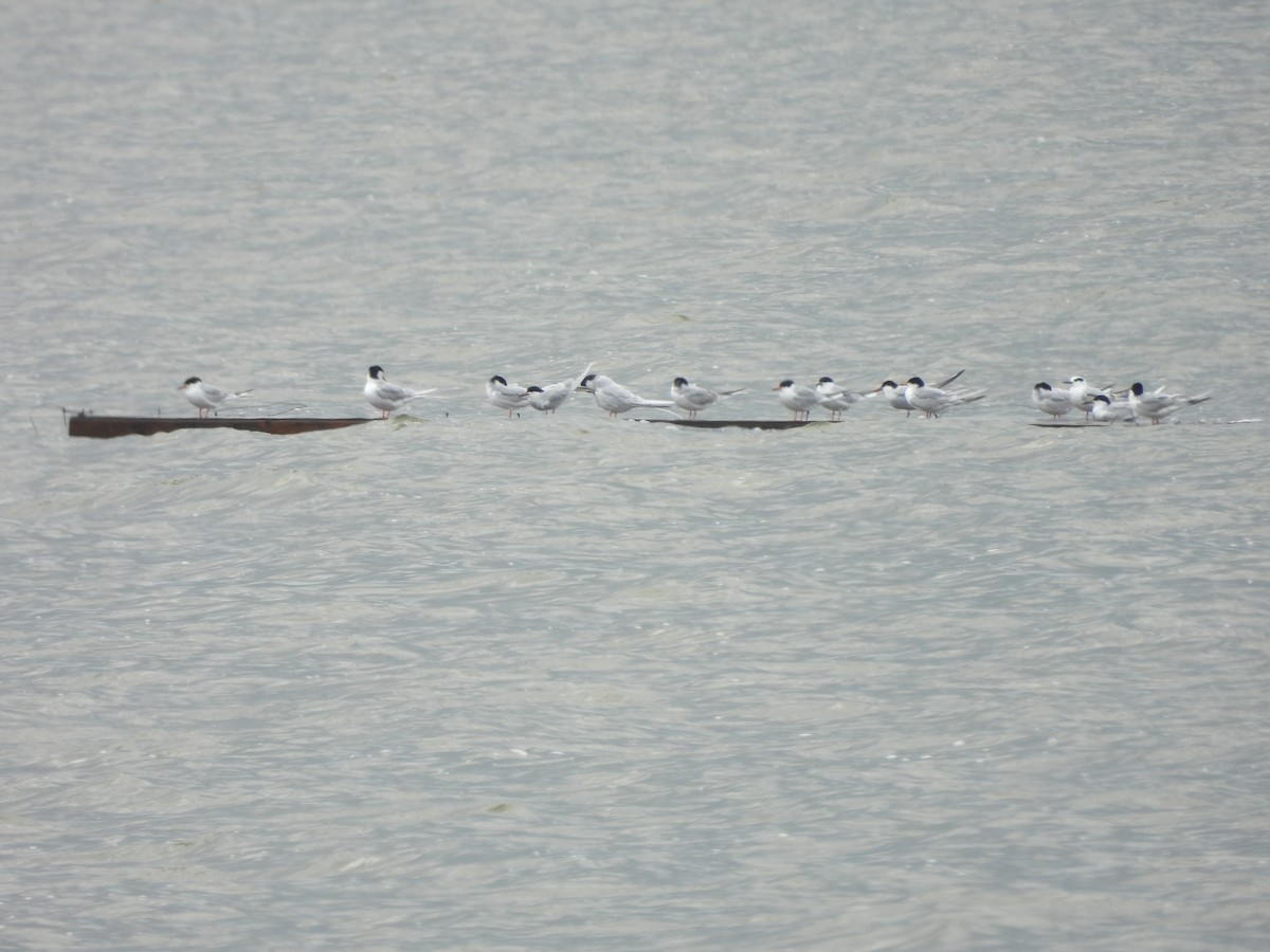 Forster's Tern - ML634579580