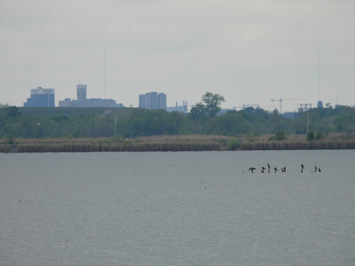 Double-crested Cormorant - ML634579593