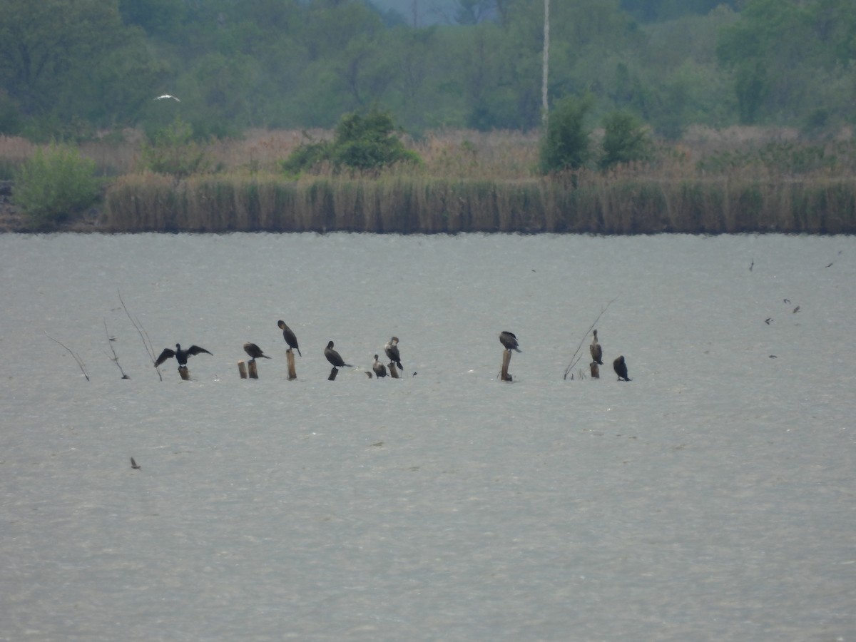 Double-crested Cormorant - ML634579606