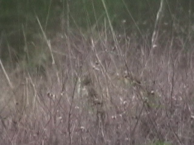 Gray-crowned Yellowthroat - ML634579614