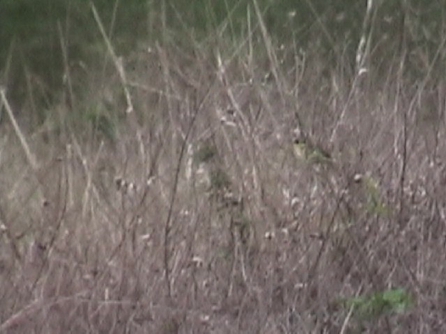 Gray-crowned Yellowthroat - ML634579618