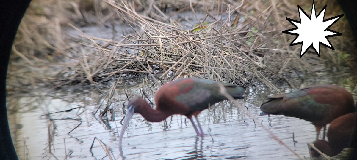 Glossy Ibis - ML634579625