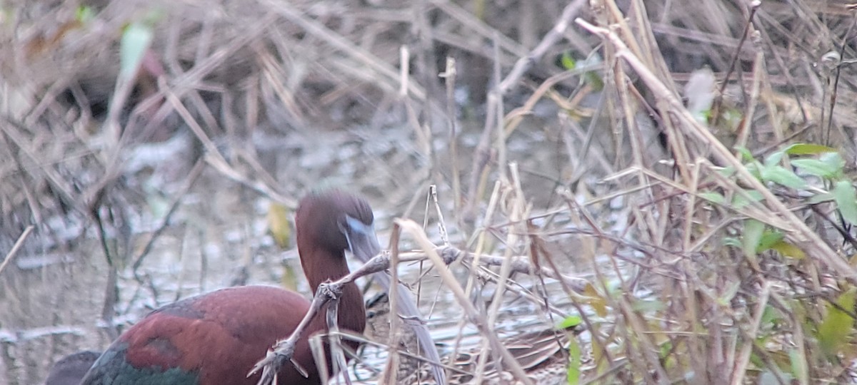 Glossy Ibis - ML634579626