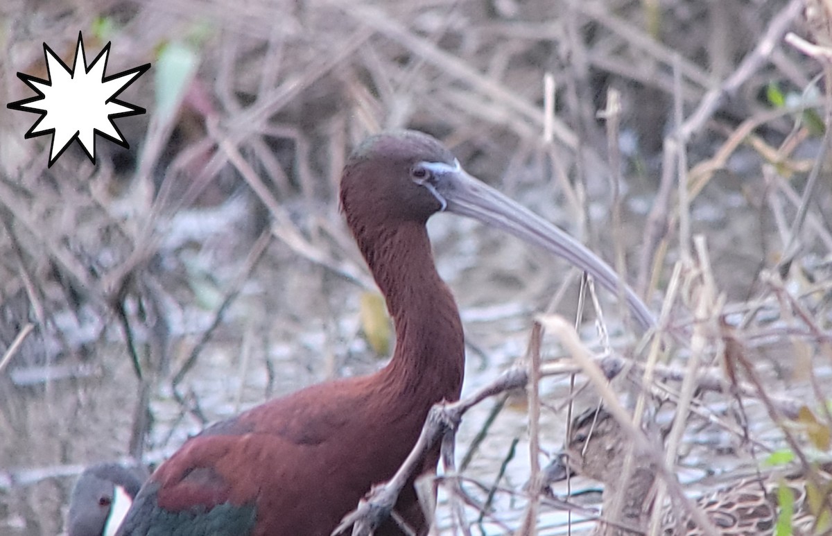 Glossy Ibis - ML634579627