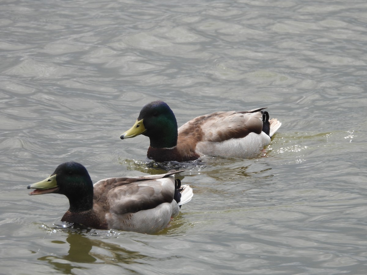 Mallard - ML634579628