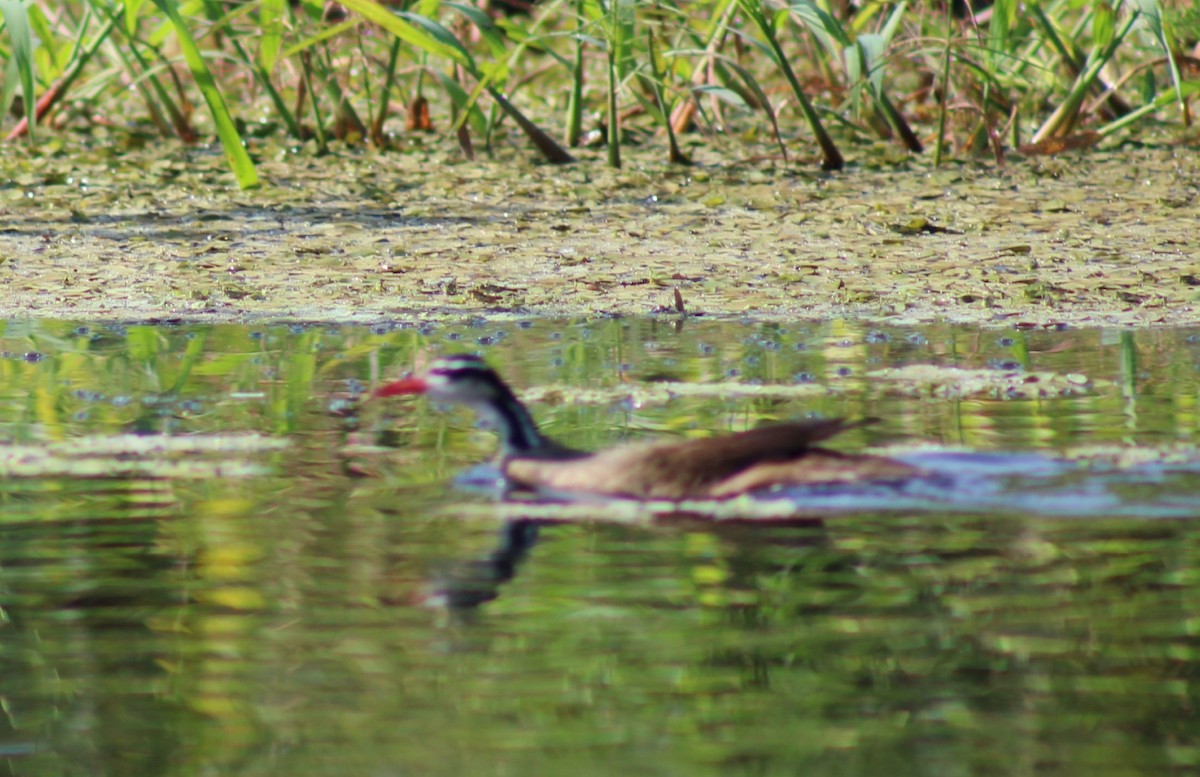Sungrebe - ML634579634
