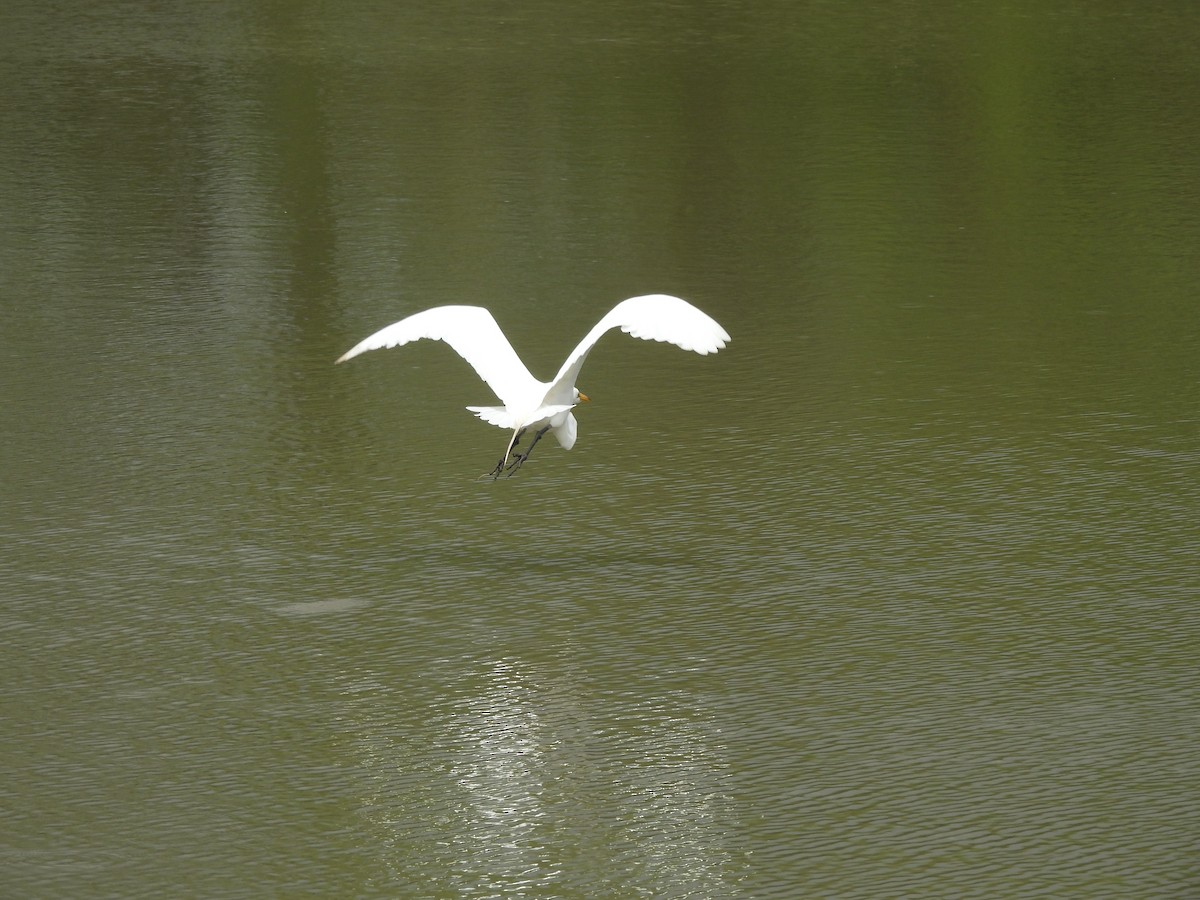 Great Egret - ML634579653