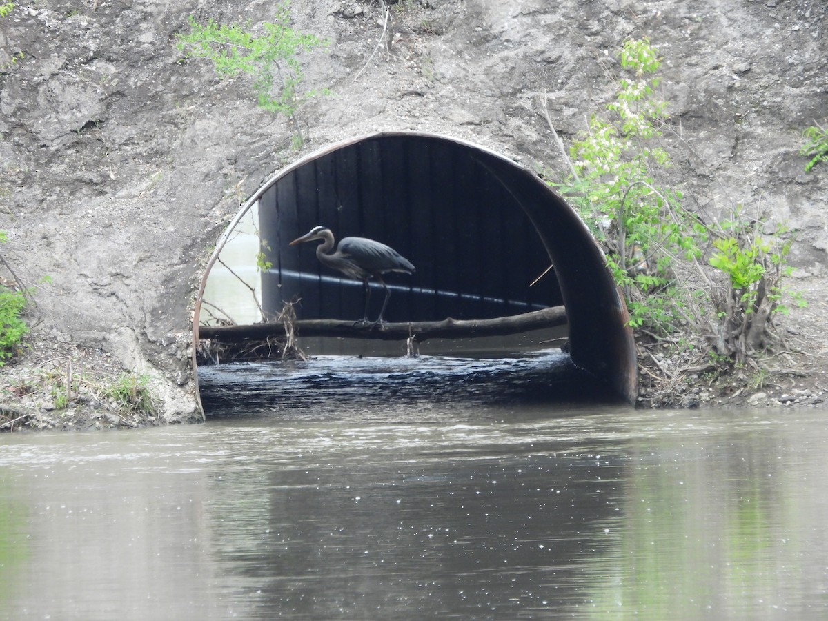 Great Blue Heron (Great Blue) - ML634579683
