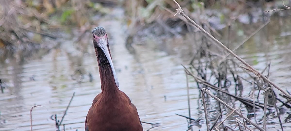 White-faced Ibis - ML634579691