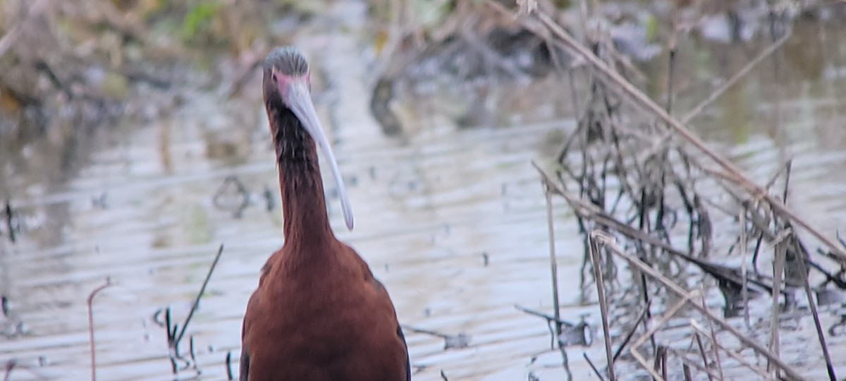 White-faced Ibis - ML634579692