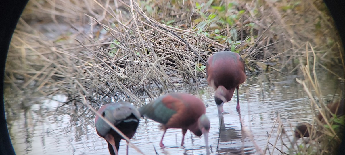White-faced Ibis - ML634579693