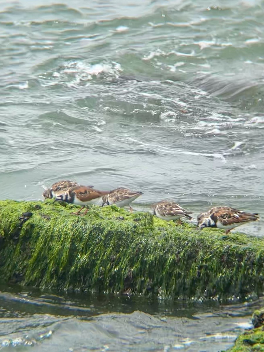 Ruddy Turnstone - ML634579695