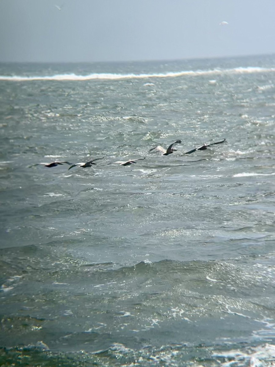 Brown Pelican - ML634579698